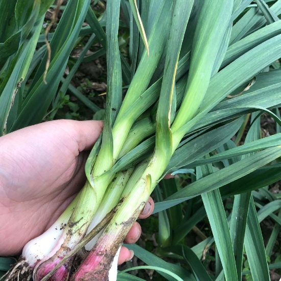 Hành baro trồng tự nhiên an toàn